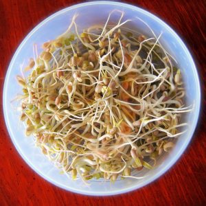 bean-sprouts-657415_1920